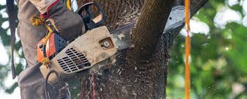 Best Leaf Removal  in Sultana, CA