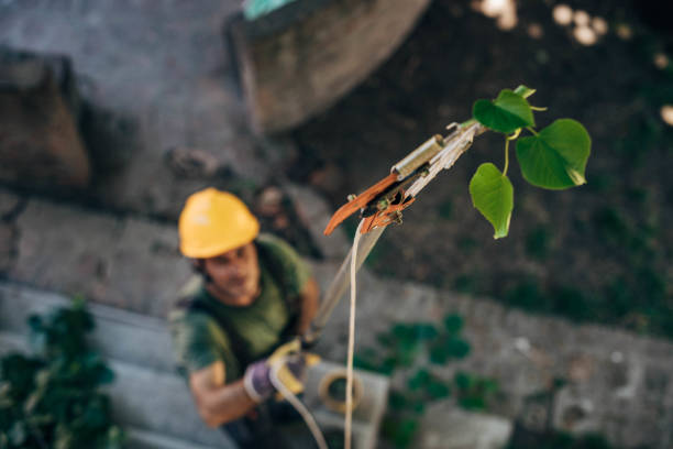 Best Lawn Watering Services  in Sultana, CA