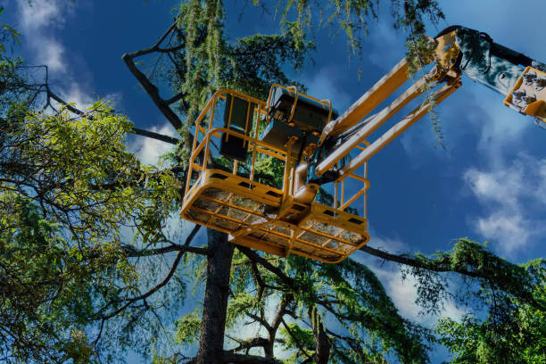 Landscape Design and Installation in Sultana, CA