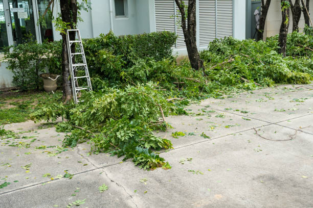 How Our Tree Care Process Works  in  Sultana, CA
