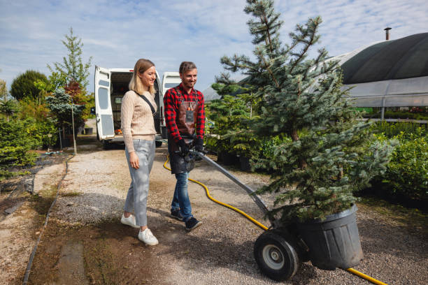 Reliable Sultana, CA Tree Services Solutions